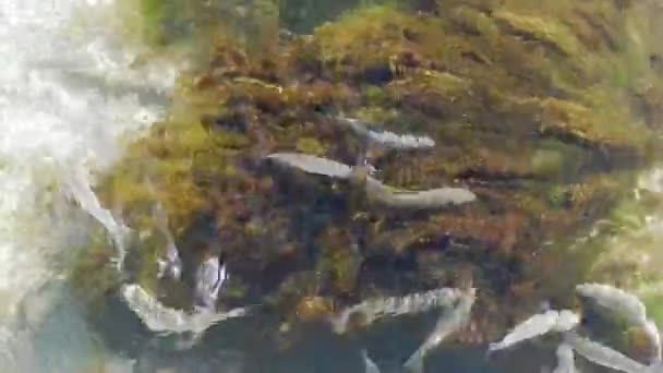 Meeräsche Ernährt Sich Flachen Wasser Kaspisches Meer Monat September Jahr — Stockvideo