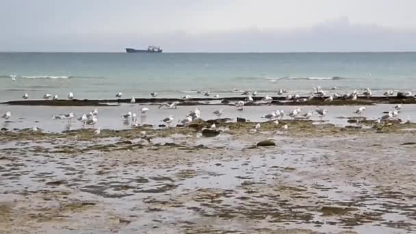 Meeuwen Aan Kust Van Kaspische Zee Oktober Maand — Stockvideo