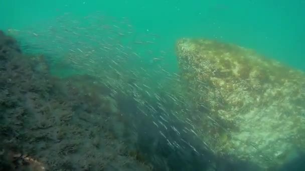 里海的鱼群 — 图库视频影像
