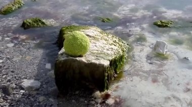 Hazar Denizi 'nin kayalık kıyısında Adem elması. Ekim ayıdır..