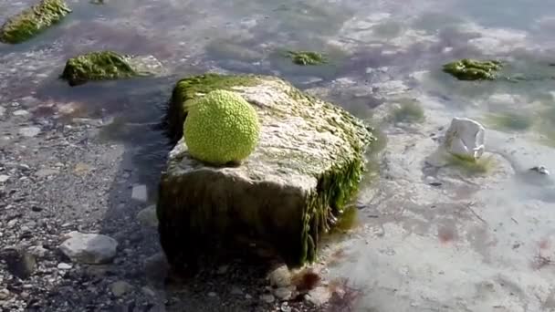 Adam Apple Rocky Shore Caspian Sea October Month — Stock Video