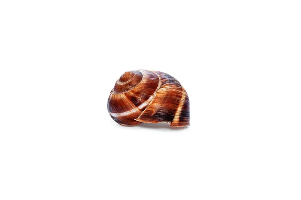 葡萄蜗牛壳. — 图库照片