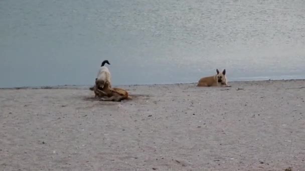 Собаки Піщаному Березі Каспійського Моря — стокове відео