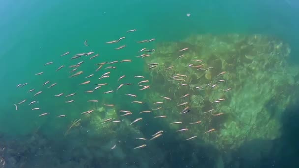 Fläck Kaspiska Havet — Stockvideo