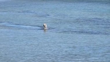 Köpekler Hazar Denizi kıyısında koşar..