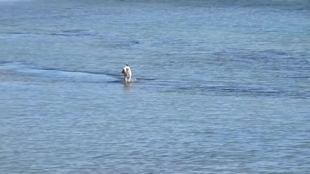 Hundar Kör Längs Stranden Kaspiska Havet — Stockvideo
