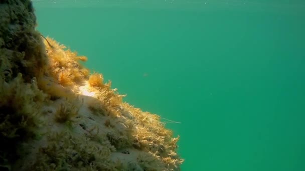 Unterwasserklippe Kaspischen Meer Monat September — Stockvideo