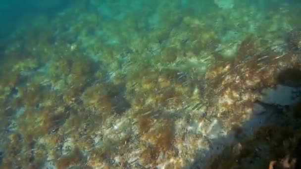 Flock of fry in the Caspian Sea. — Stock Footage Flock Fry Caspian Sea Royalty Free Stock Video