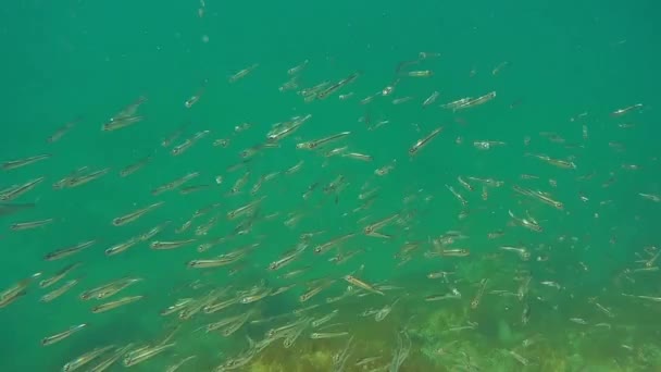Flock of fry in the Caspian Sea. — Stock Footage Flock Fry Caspian Sea Video Clip