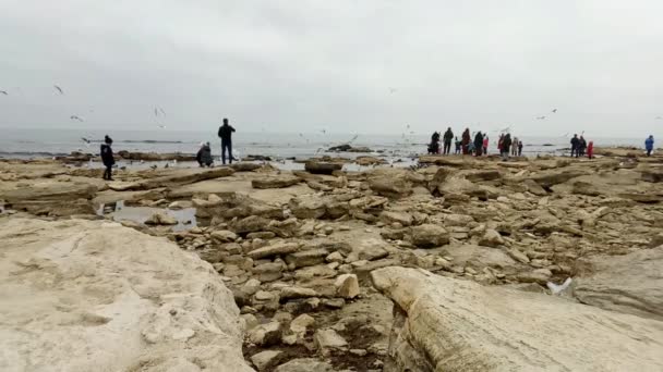 Menschen Ufer Des Kaspischen Meeres Füttern Vögel Kasachstan Stadt Aktau — Stockvideo