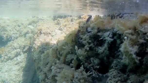 Schlange Lugt Aus Dem Wasser Kaspisches Meer — Stockvideo