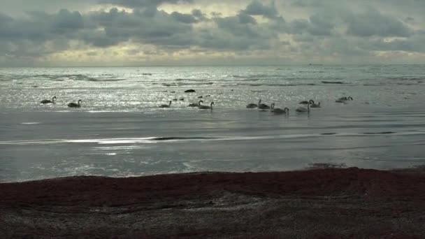 Лебеди Каспийском Море Декабря 2020 Год Казахстан Мангистауская Область — стоковое видео