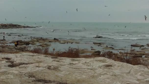 Gente Orilla Del Mar Caspio Alimenta Las Aves Ciudad Aktau — Vídeo de stock