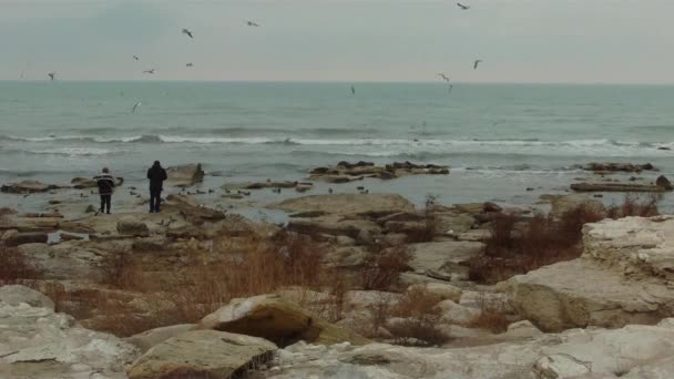 Gente Sulla Riva Del Mar Caspio Nutre Gli Uccelli Aktau — Video Stock