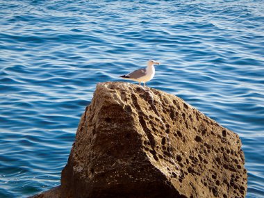 deniz kıyısı üzerinde martı.
