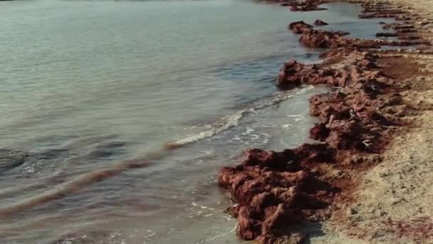 Alghe Rosa Nel Mar Caspio Kazakistan Regione Mangistau Febbraio 2020 — Video Stock