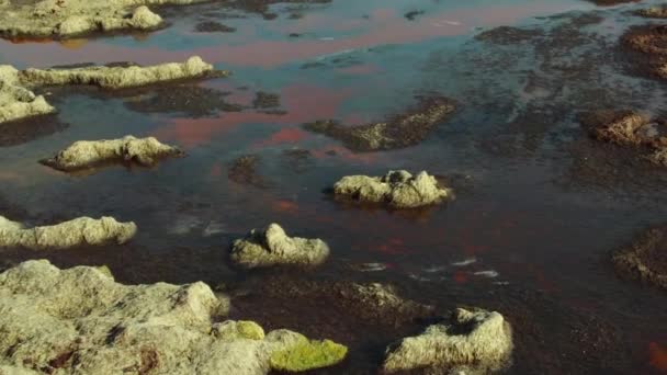 Rosa Algen Kaspischen Meer Kasachstan Mangistau Februar 2020 Jahr — Stockvideo