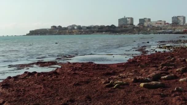 Alghe Rosa Nel Mar Caspio Kazakistan Aktau City Regione Mangistau — Video Stock