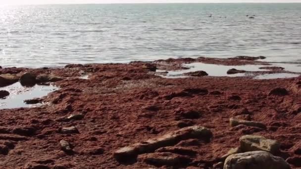 里海的粉色海藻 哈萨克斯坦 曼吉斯图地区 2020年2月 — 图库视频影像