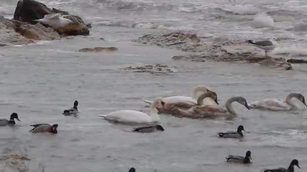 Cygnes Dans Mer Caspienne Orageuse Kazakhstan Janvier 2020 Année Région — Video