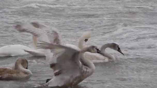 Cygnes Dans Mer Caspienne Orageuse Kazakhstan Janvier 2020 Année Région — Video