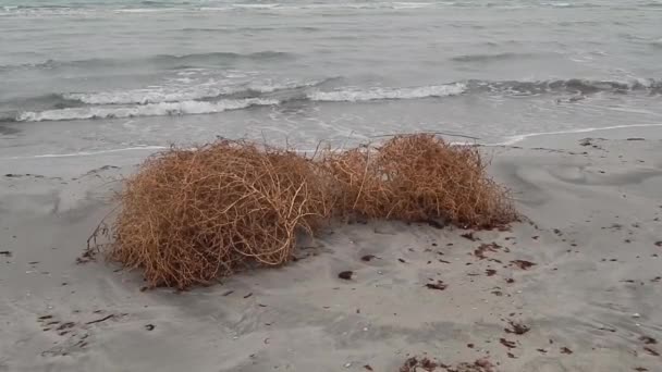 Växt Rullande Fält Sandstranden Kaspiska Havet Kazakstan Mangistau Regionen Februari — Stockvideo