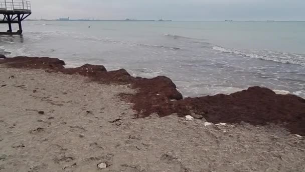 Hazar Denizi Nde Pembe Algler Kazakistan Mangistau Bölgesi Şubat 2020 — Stok video