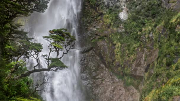 山の滝の前にあるブナの木の静かな景色 — ストック動画