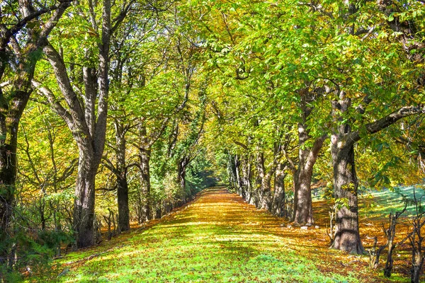 Chodbou plnou stromů na podzim v Provence, Francie — Stock fotografie