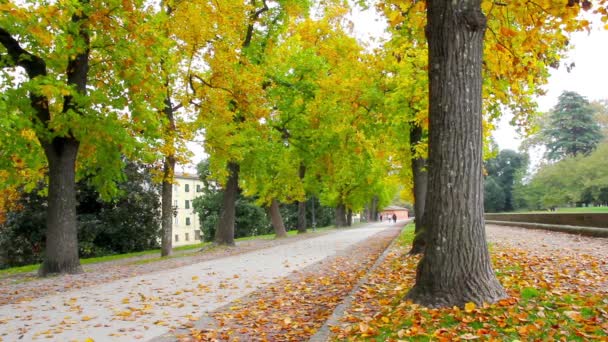 Chodbou plnou stromů během podzimu v Lucca, Toskánsko, Itálie — Stock video