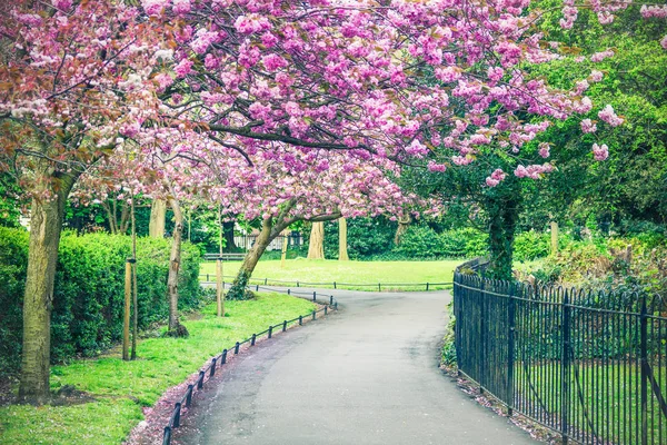 Garden in the Saint Stephen 's Green park, Dublin, Ireland — стоковое фото