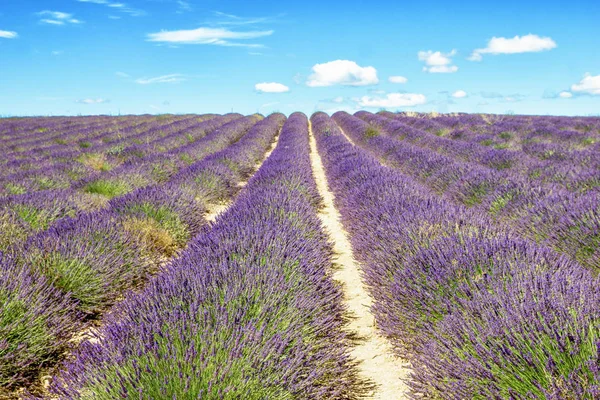 Lavendelfeld in der Provence — Stockfoto