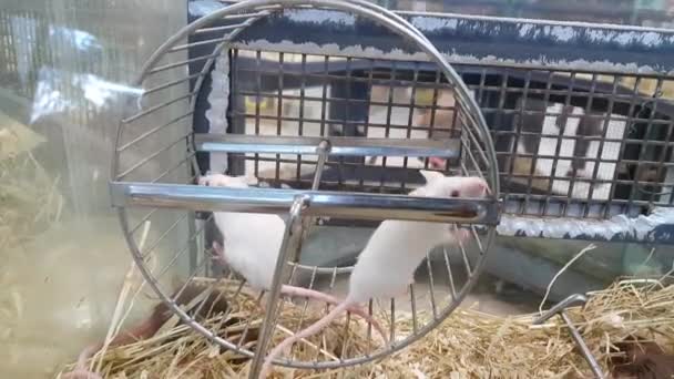 Ratten Wordt Uitgevoerd Een Wiel — Stockvideo