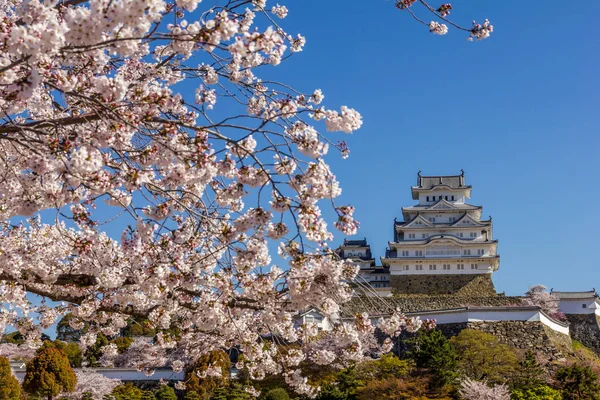Cherry blossom and the Himeji castle in Japan — Stock Photo, Image