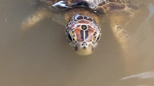 Tortuga Nadando Superficie — Vídeo de stock