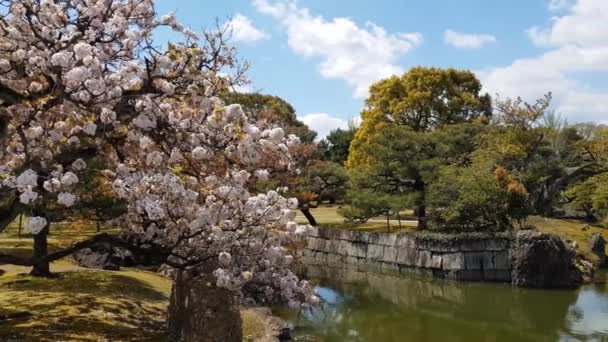 Nijo Kalesi Kyoto Japonya Daki Bahçe — Stok video