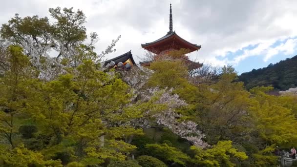 日本京都 2019年4月15日 西山病房清水寺花园景观 这座庙宇是京都世俗文化遗址的一部分 — 图库视频影像