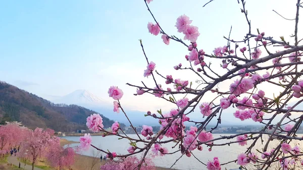 Цветение Вишни Озера Аши Горой Фудзи Заднем Плане Хаконэ Япония — стоковое фото