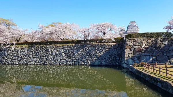 Цветение Сакуры Замок Химэдзи Японии — стоковое фото