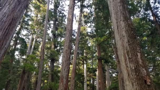 Foresta Nel Koyasan Monte Koya Giappone — Video Stock