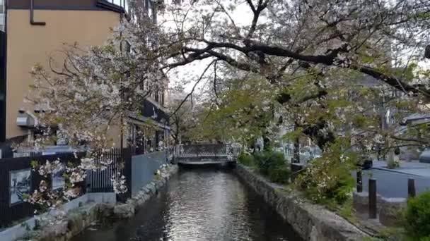 2019 중심에 운하를 지나는 사람들 벚꽃은 일반적으로 월말이나 월초에 만난다 — 비디오