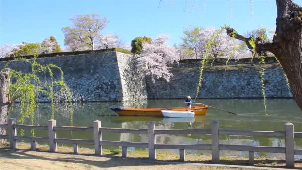 Flor Cerejeira Castelo Himeji Japão — Vídeo de Stock