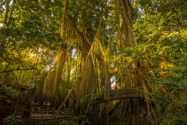 Personnes marchant dans la forêt de singes Ubud, Bali, Indonésie — Photo