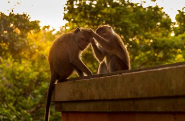 Günbatımında Ubud 'da bir ormanda maymun, Bali, Endonezya
