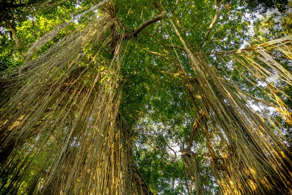 Stromy v opičím lese, Ubud, Bali, Indonésie — Stock fotografie