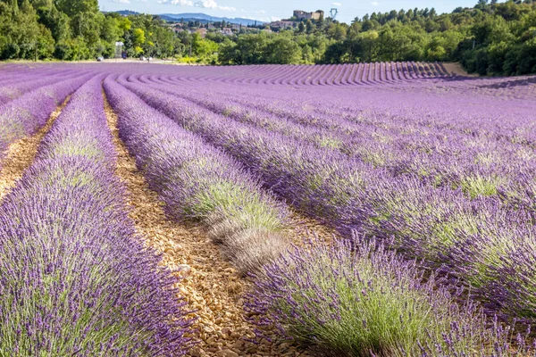 Lavender Field South France — Stock Photo, Image