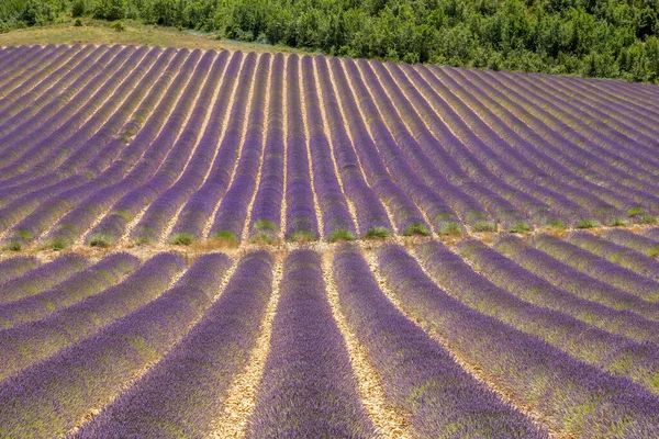 フランス南部のラベンダー畑 — ストック写真