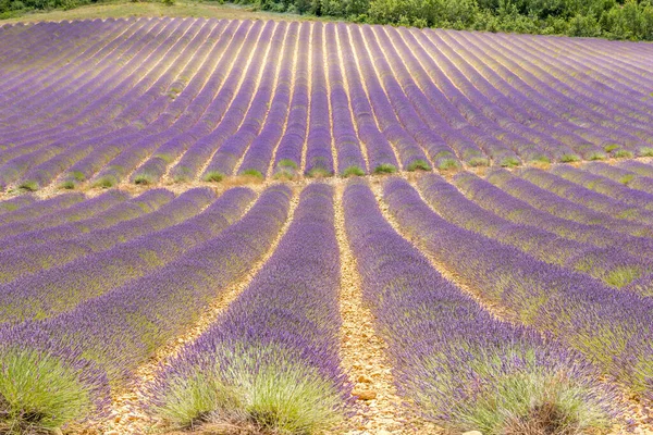 Lavendelfält Södra Frankrike — Stockfoto