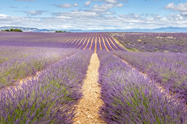 Ladang Lavender Selatan Perancis — Stok Foto