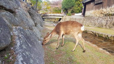 Japonya 'nın Miyajima adasının sokaklarında serbestçe dolaşan geyikler.